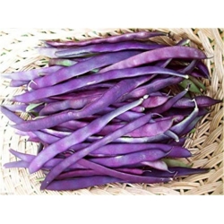 Nasiona Fasola fioletowa no GMO szt.4 Nxx581