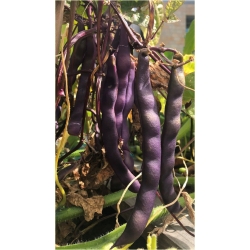 Nasiona Fasola fioletowa no GMO szt.4 Nxx581