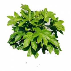 Nasiona Fatsja japońska roślina szt.5 N458