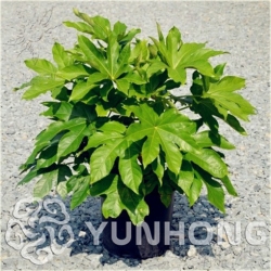 Nasiona Fatsja japońska roślina szt.5 Nxx458