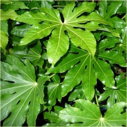 Nasiona Fatsja japońska roślina szt.5 Nxx458