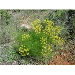 Nasiona Fenkuł włoski szt5 Nxx573