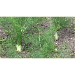 Nasiona Fenkuł włoski szt5 Nxx573