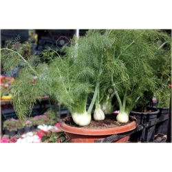 Nasiona Fenkuł włoski szt5 Nxx573