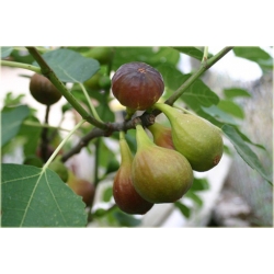 Nasiona Figa figowiec pospolity szt.5 Nxx157