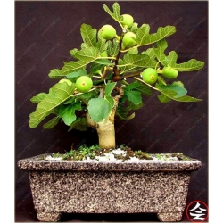 Nasiona Figa figowiec pospolity szt.5 Nxx157