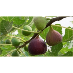 Nasiona Figa figowiec pospolity szt.5 Nxx157