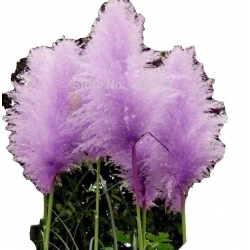 Nasiona Trawa pampas fiolet szt.10 N80