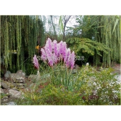 Nasiona Trawa pampas fiolet szt.10 Nxx80