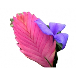 Nasiona Ananas fioletowy mix szt.5 N168