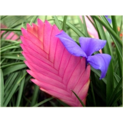 Nasiona Ananas fioletowy mix szt.5 Nxx168