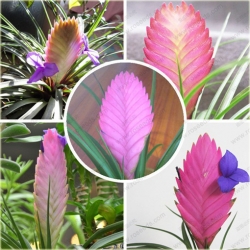 Nasiona Ananas fioletowy mix szt.5 Nxx168