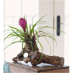 Nasiona Ananas fioletowy mix szt.5 Nxx168