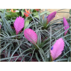 Nasiona Ananas fioletowy mix szt.5 Nxx168