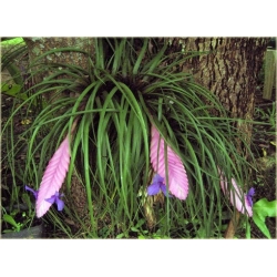 Nasiona Ananas fioletowy mix szt.5 Nxx168