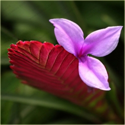 Nasiona Ananas fioletowy mix szt.5 Nxx168