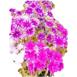 Nasiona Floks Drummonda biało-różowy podwójne płatki szt.5 N628