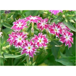 Nasiona Floks Drummonda biało-róż szt.5 Nxx628