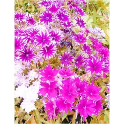 Nasiona Floks Drummonda biało-róż szt.5 Nxx628