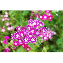 Nasiona Floks Drummonda biało-róż szt.5 Nxx628