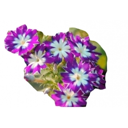 Nasiona Floks Drummonda fioletowy długie płatki szt.5 N631