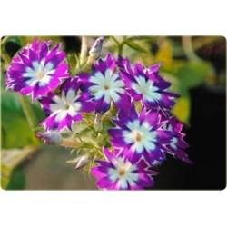 Nasiona Floks Drummonda fioletowy szt.5 Nxx631