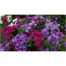 Nasiona Floks Drummonda fioletowy szt.5 Nxx631