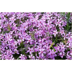 Nasiona Floks Drummonda fioletowy szt.5 Nxx631