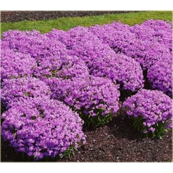 Nasiona Floks Drummonda fioletowy szt.5 Nxx631