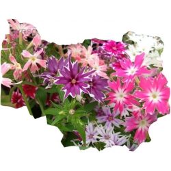 Nasiona Floks Drummonda mix szt.5 N625