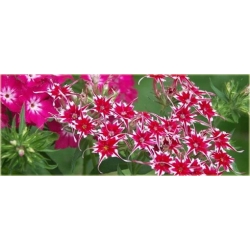 Nasiona Floks Drummonda mix szt.5 Nxx625