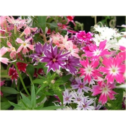 Nasiona Floks Drummonda mix szt.5 Nxx625