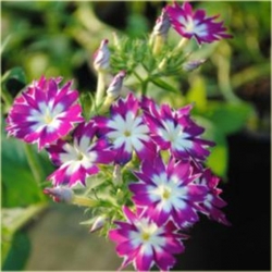 Nasiona Floks Drummonda mix szt.5 Nxx625