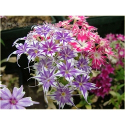 Nasiona Floks Drummonda mix szt.5 Nxx625