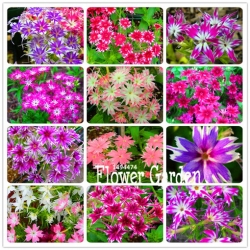 Nasiona Floks Drummonda mix szt.5 Nxx625