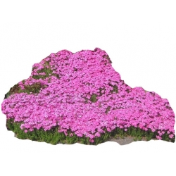 Nasiona Floks Drummonda różowy szt.5 N627