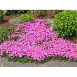 Nasiona Floks Drummonda różowy szt.5 Nxx627