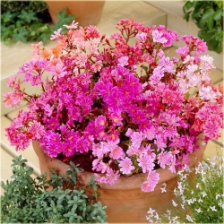 Nasiona Floks Drummonda różowy szt.5 Nxx627