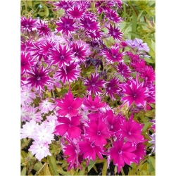 Nasiona Floks Drummonda różowy szt.5 Nxx627