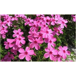 Nasiona Floks Drummonda różowy szt.5 Nxx627