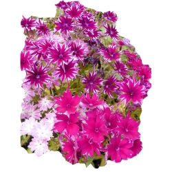 Nasiona Floks Drummonda różowy długie płatki szt5 N630