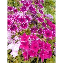 Nasiona Floks Drummonda różowy szt5 Nxx630