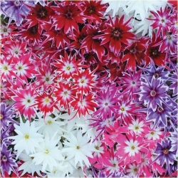 Nasiona Floks Drummonda różowy szt5 Nxx630