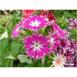 Nasiona Floks Drummonda różowy szt5 Nxx630