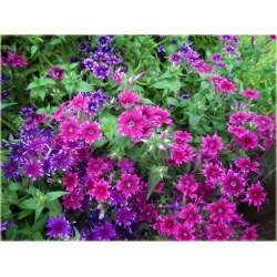 Nasiona Floks Drummonda różowy szt5 Nxx630