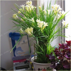 Nasiona Frezja ogrodowa mix szt.3 Nxx463