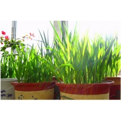 Nasiona Frezja ogrodowa mix szt.3 Nxx463