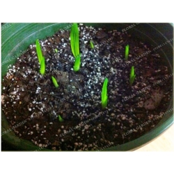 Nasiona Frezja ogrodowa mix szt.3 Nxx463