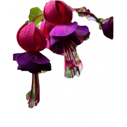 Nasiona Fuksja fioletowo-różowa szt.5 N109