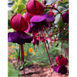 Nasiona Fuksja fioletowo-różowa szt.5 Nxx109